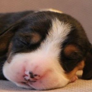 Meet your Posher, Tarkan